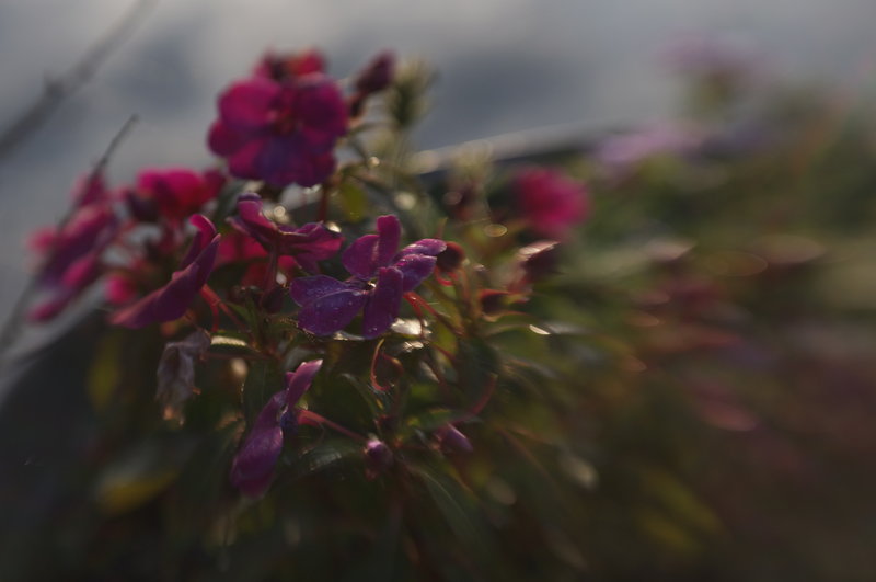 Lensbabied Flowers