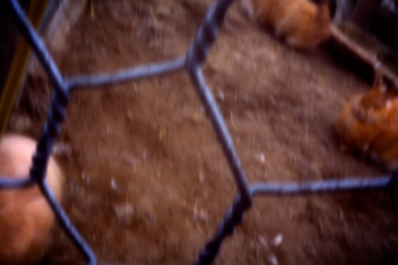 Fuzzy Wabbits