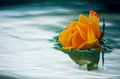 floatingrosedpc