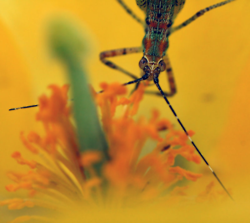 June Macro 2