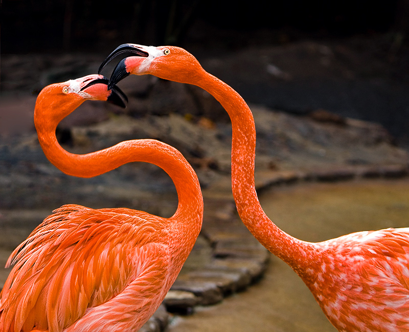 Courtship Battle