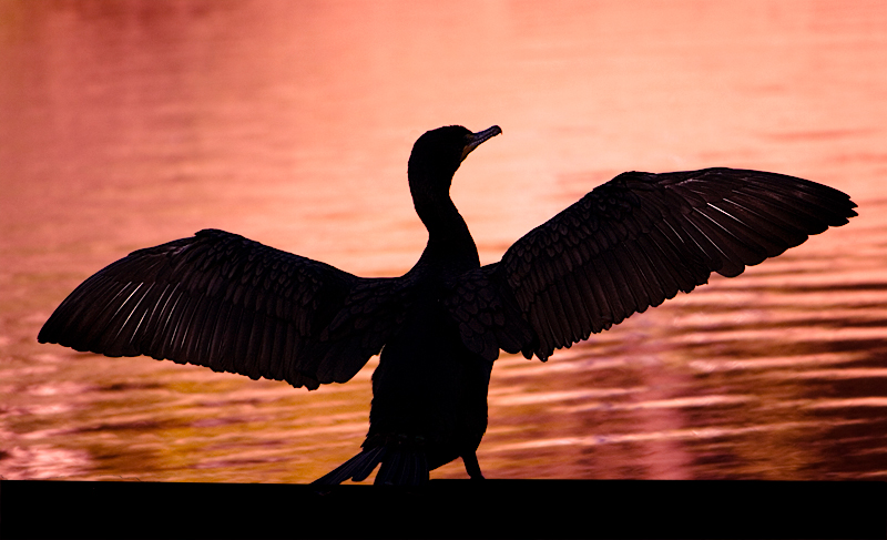 sunsetstretch