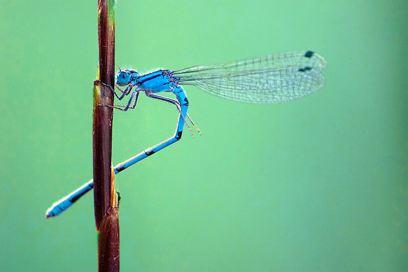 Damselfly Yoga