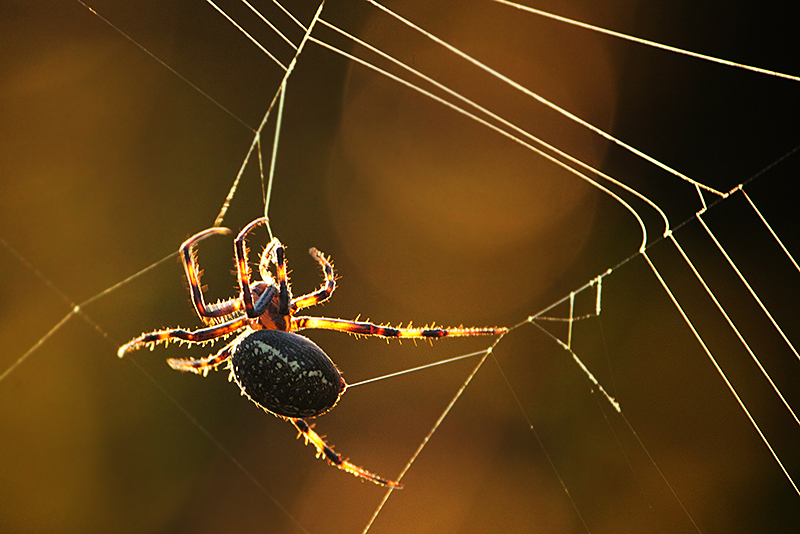 spider2