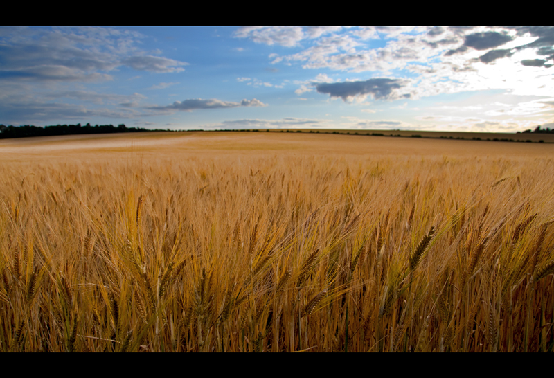 Wheat field