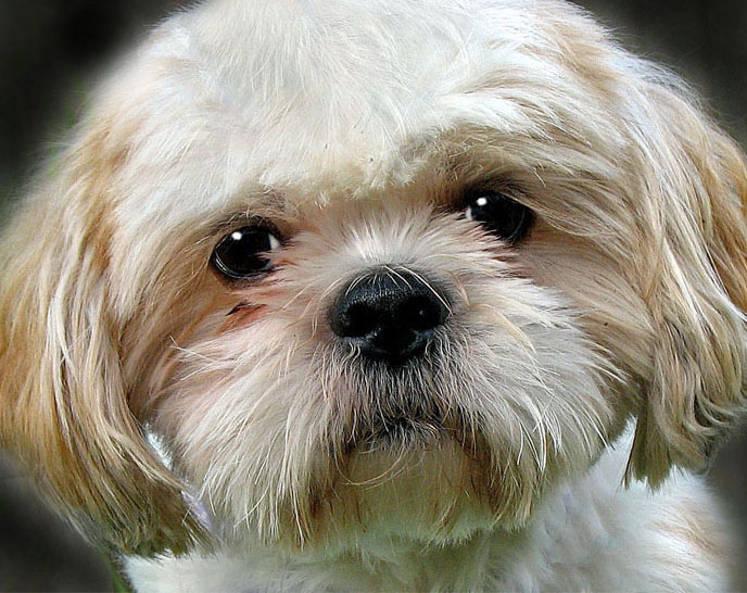 Charlie - AN