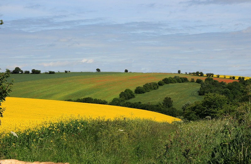 Rainbow Fields