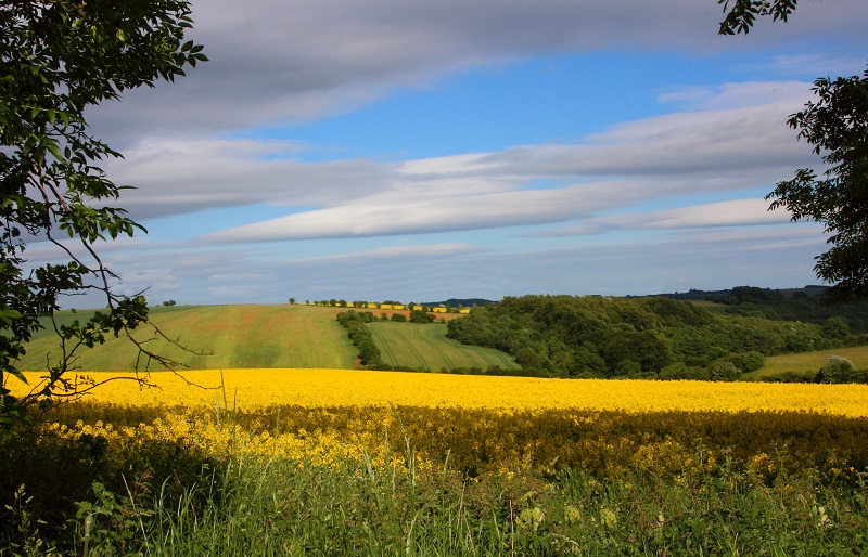 Sunny Fields