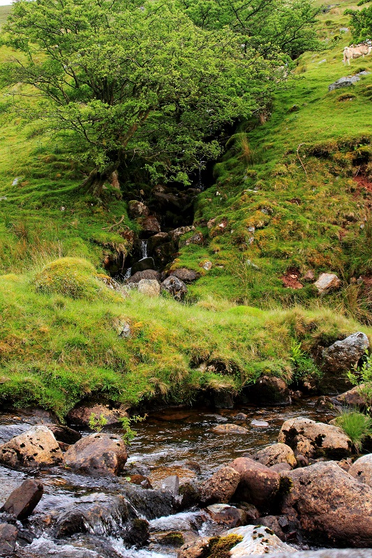Welsh Spring