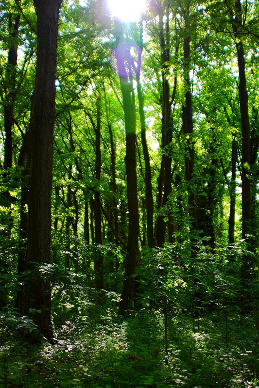 Wood You