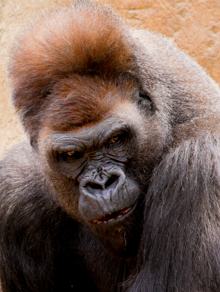 Male