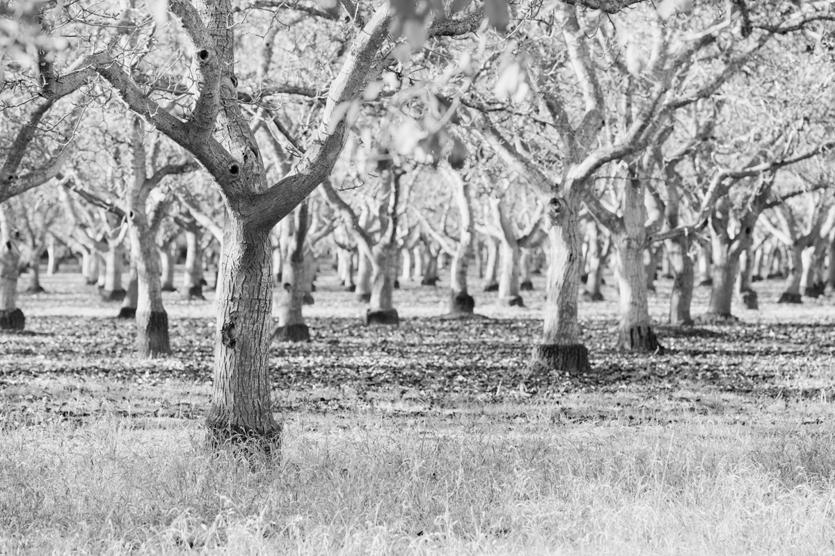 Orchard