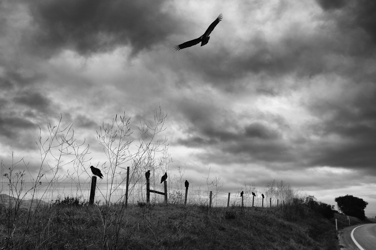 Road Kill Patrol - Orignal