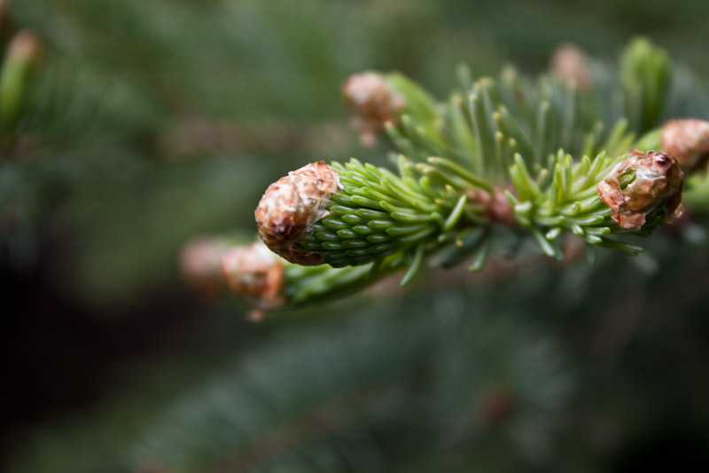 This bud's for you