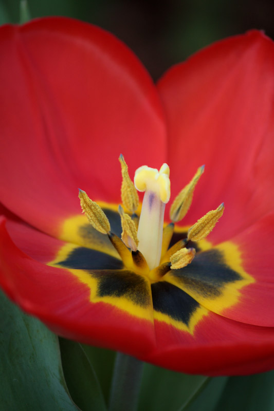 Tulip ~ sooc