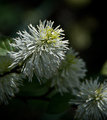 Loaded with Spring Pollen!