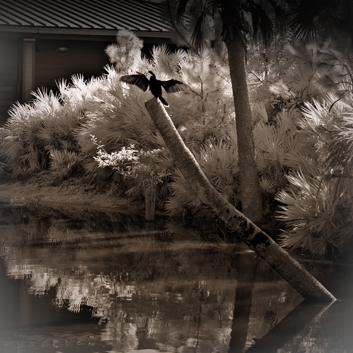 Bird-on-Branch