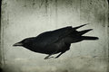 Looking for something to crow about