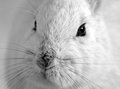 Snowshoe Hare