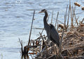 Great Blue Heron