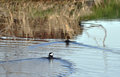 Hooded Mergansers 