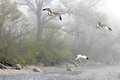 3 in the Fog