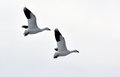 Snow Geese