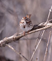 song-sparrow