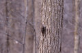 Brown Creeper