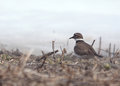 Killdeer