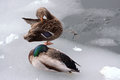 Mallards