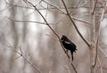 redwinged-blackbird-male