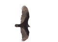 Turkey-Vulture