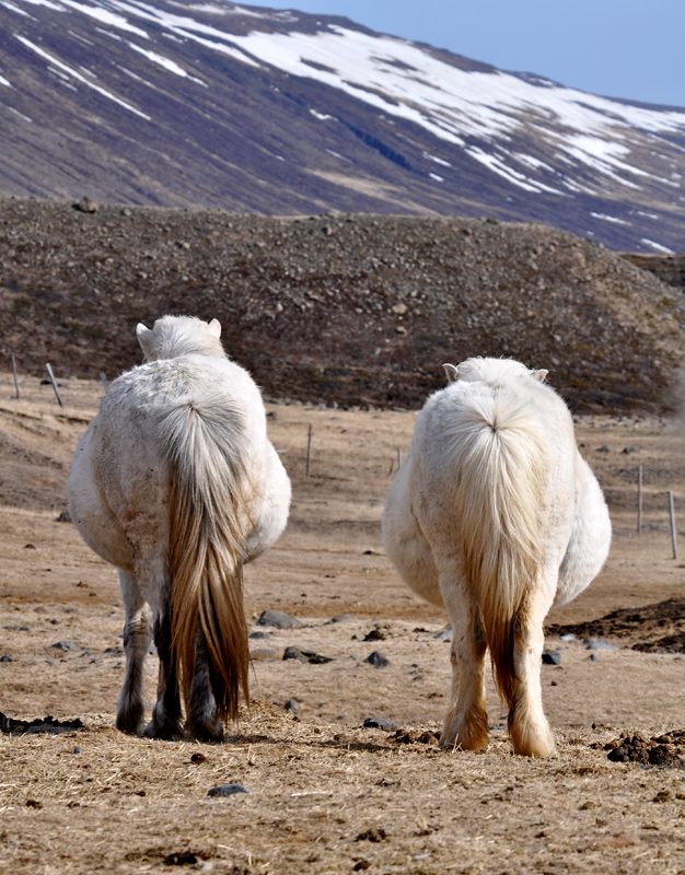 Knocked Up in Iceland!