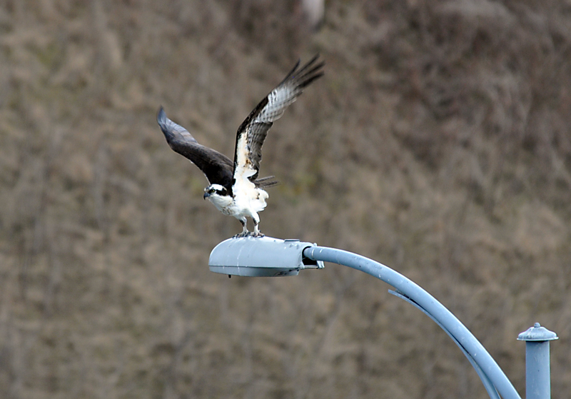 Osprey