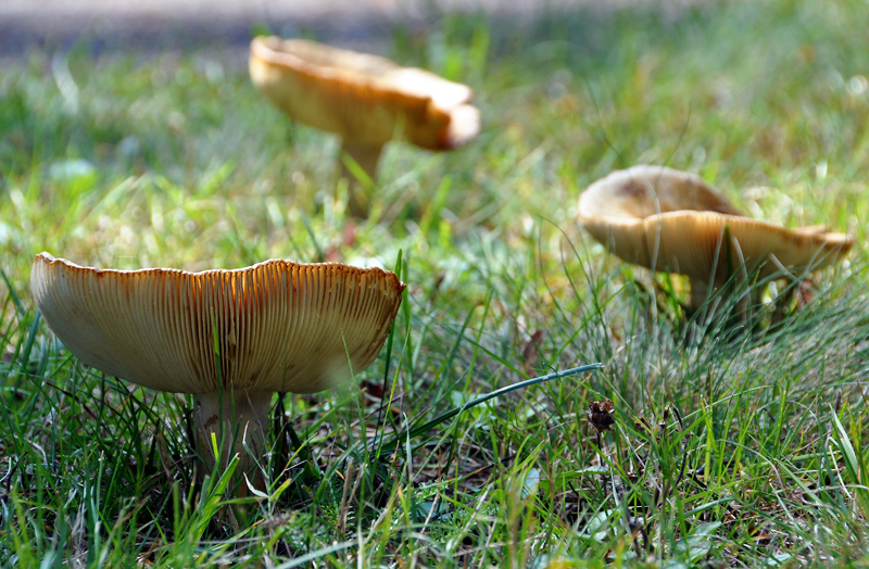 Mushrooms