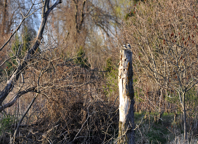 2 Belted Kingfishers...So far away!