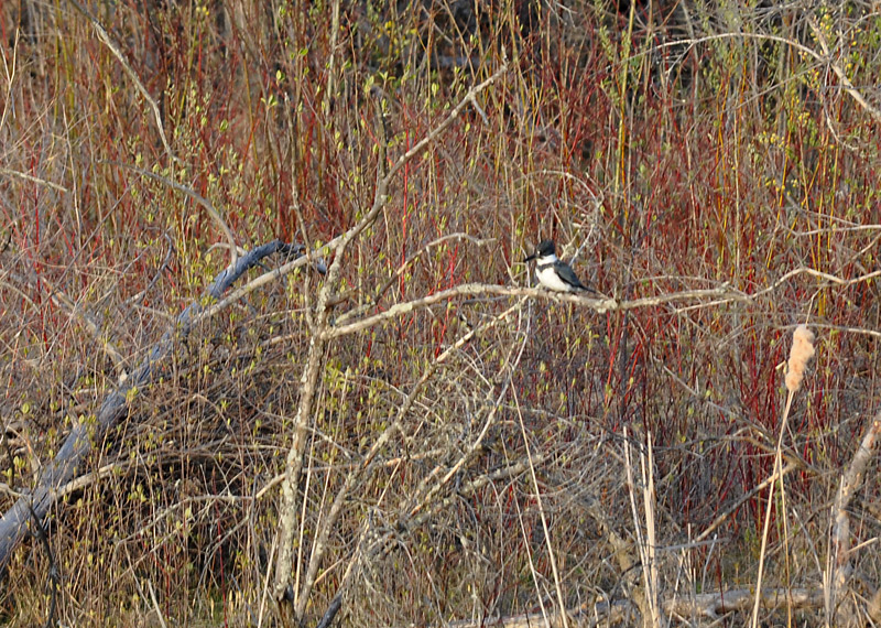 Belted Kingfisher