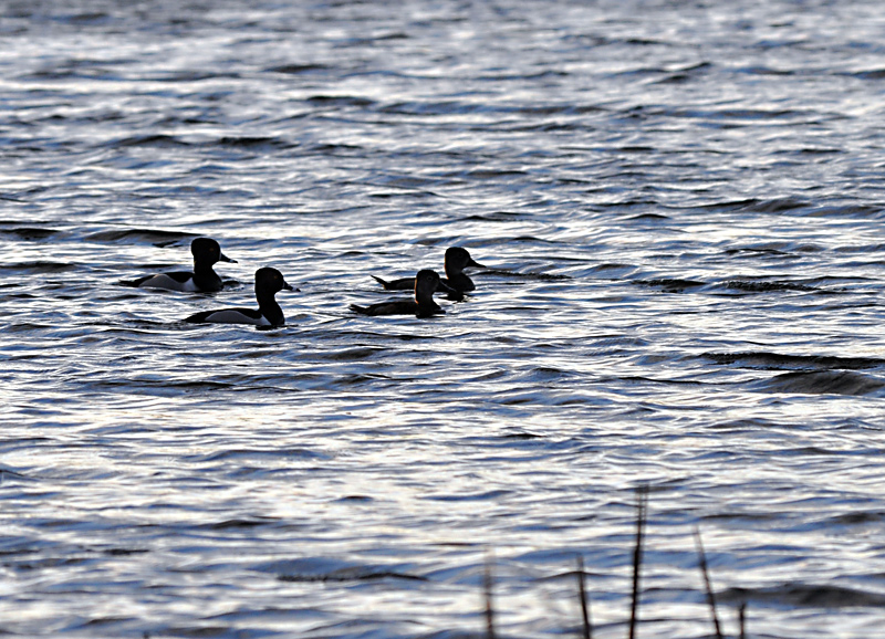 Ring-neck Duck