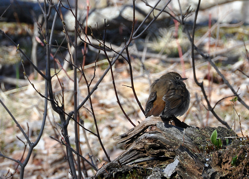 dark-eyed Junco?