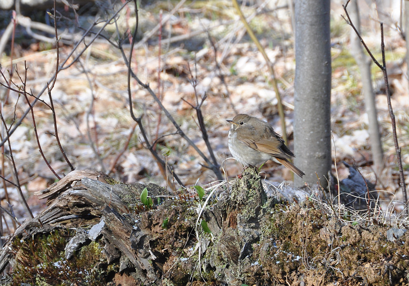 dark-eyed Junco?