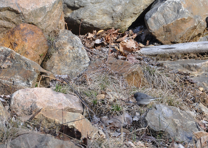Dark-eyed Junco