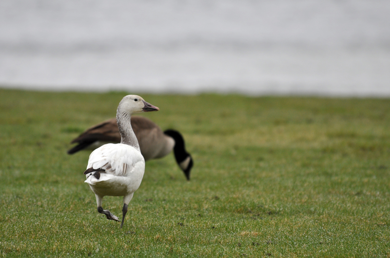 Snow Goose