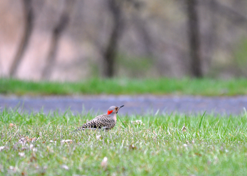 Northern Flicker 