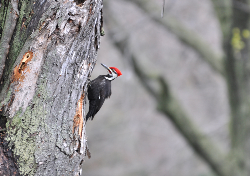 Pileated Woodpecker (Dryocopus pileatus)
