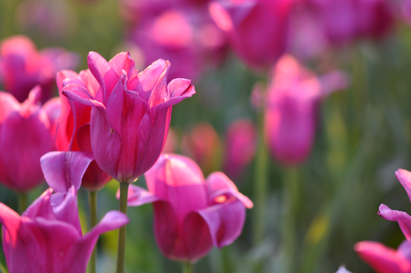 dpctuliptlo
