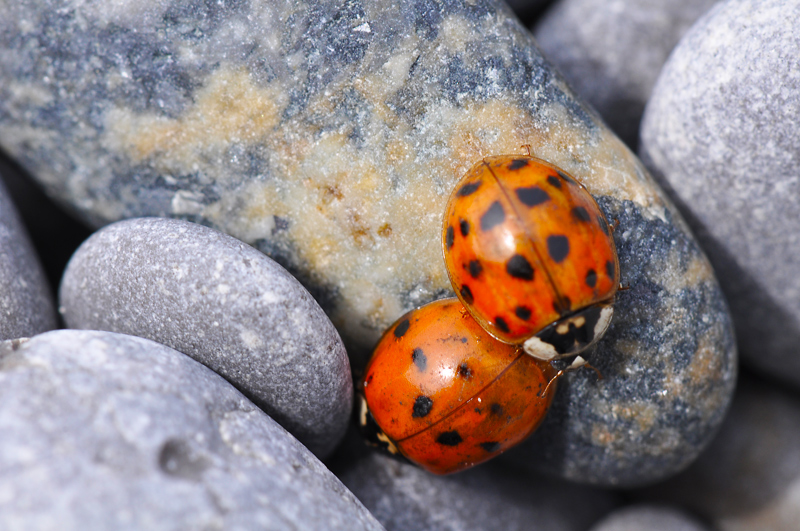Ladybugs