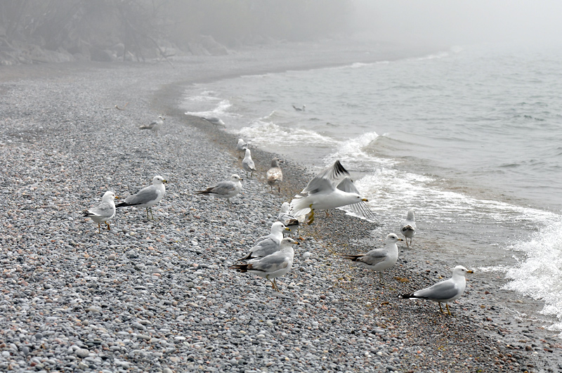 Lost together in the fog!