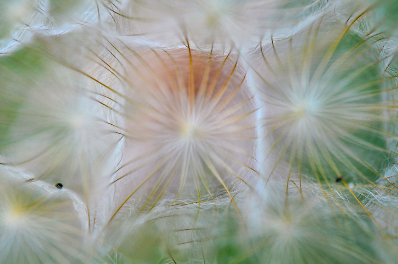 Dandy