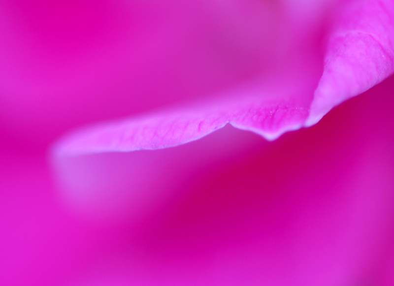 A rose